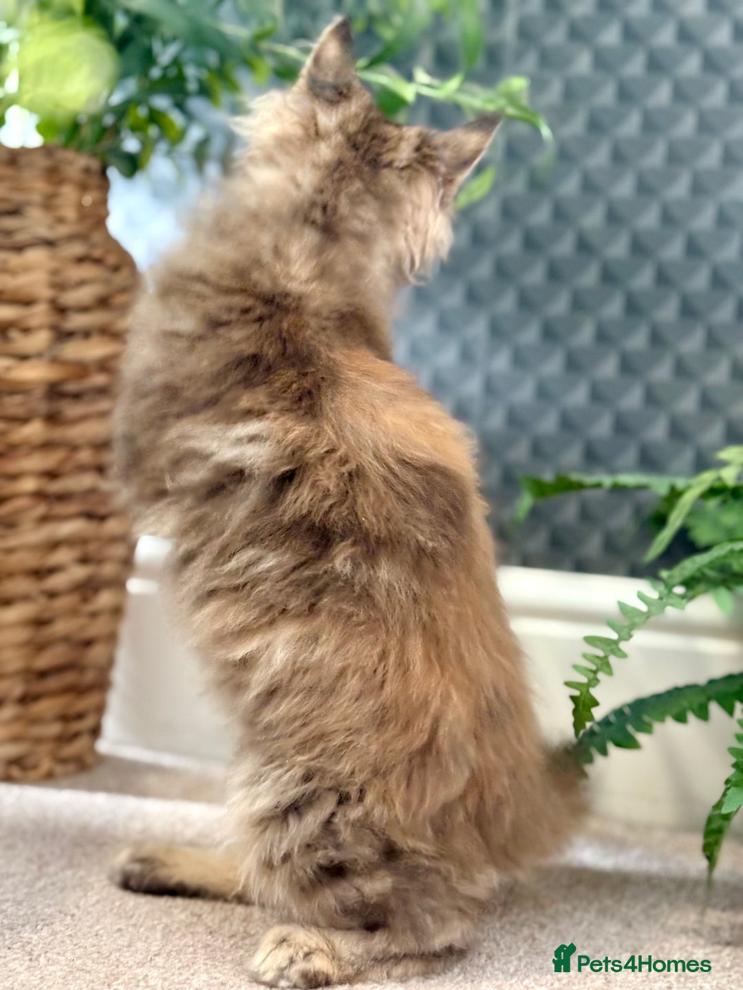 Maine Coon cats for sale: Beautiful Maine Coon Female - Advert 7