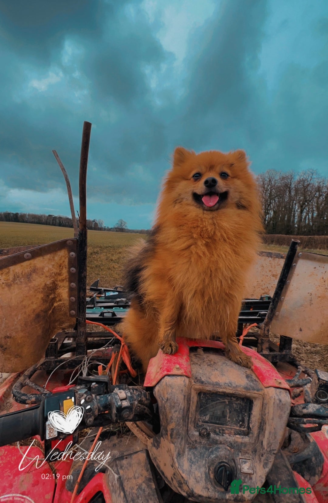 Pomeranian dogs for sale: Pomeranian puppies  - Image 3