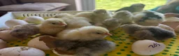 Chickens poultry for sale: Chicks & Hatching Eggs Pure breed - Advert 5