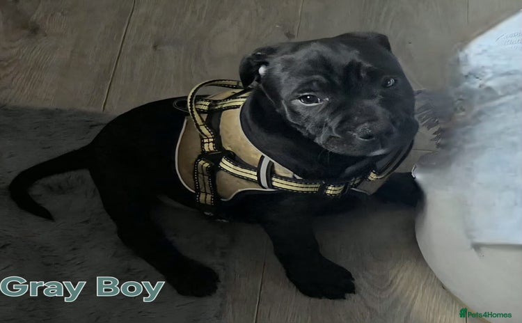 Staffordshire Bull Terrier dogs Staffordshire Bull Terrier Puppies 2Boys Available - Advert 4