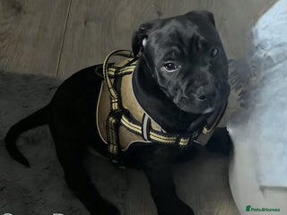 Staffordshire Bull Terrier dogs Staffordshire Bull Terrier Puppies 2Boys Available - Advert 3