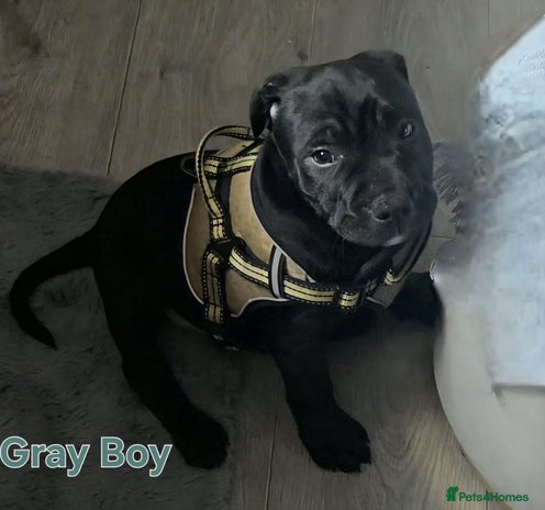 Staffordshire Bull Terrier dogs Staffordshire Bull Terrier Puppies 2Boys Available - Advert 4