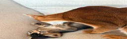 Mixed Breed cats for sale: Beautiful Home Raised Abyssinian Mix Kittens - Advert 6