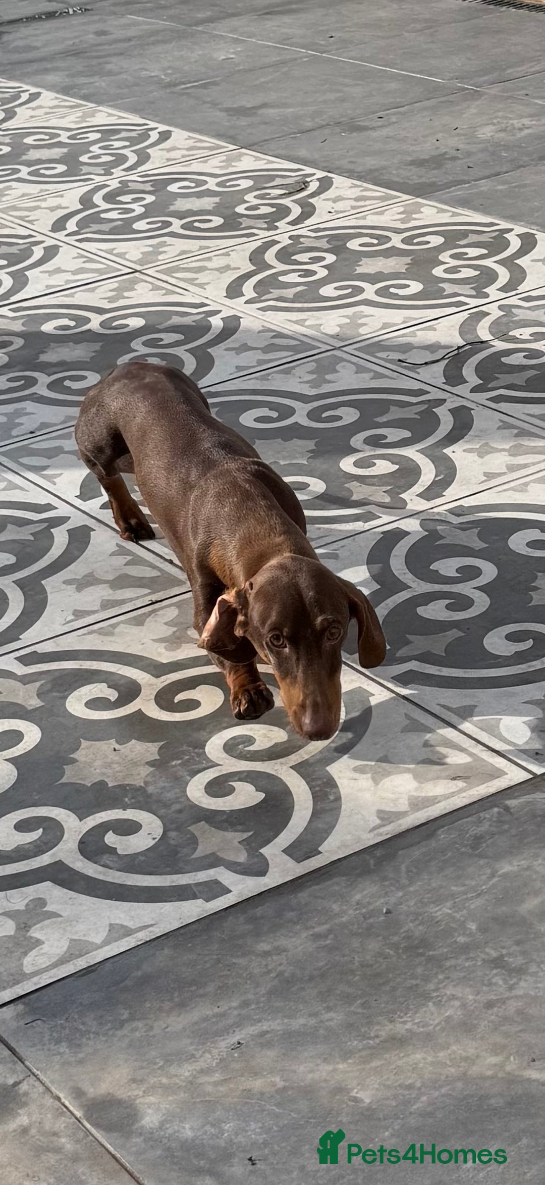 Dachshund dogs for sale: Adult KC Reg Standard Dachshunds  - Advert 4