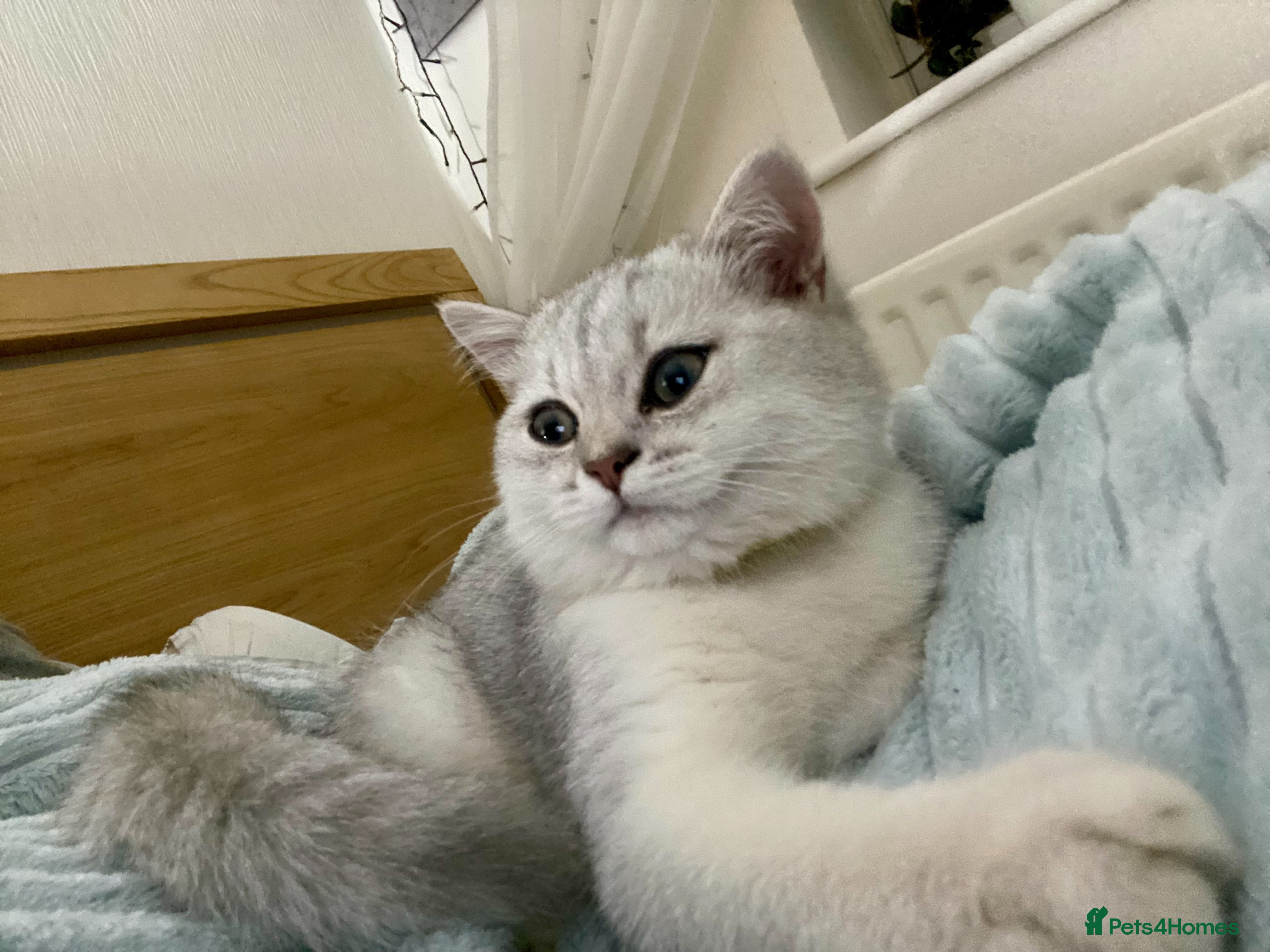 British Shorthair cats British Shorthair Golden & Silver Kittens  - Advert 2