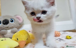 British Longhair cats for sale: 5 Beautiful blue eyed British Shorthair in London - Image 12