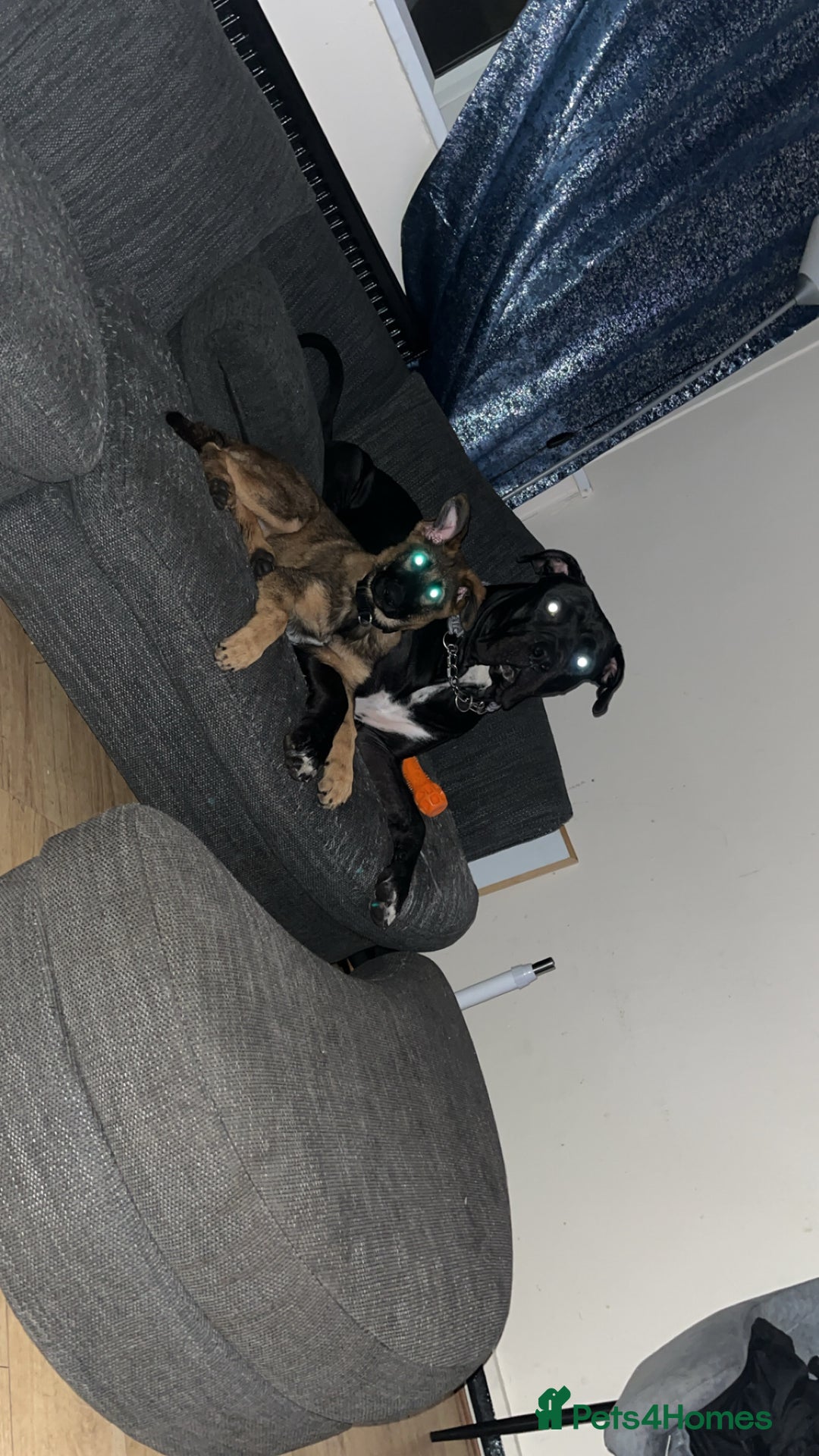German Shepherd dogs for sale: Narla GSD puppy - Image 1