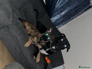 German Shepherd dogs for sale - Advert 1
