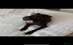 Staffordshire Bull Terrier dogs for sale: Energetic & Loving 6-Year-Old Staffordshire  - Image 1