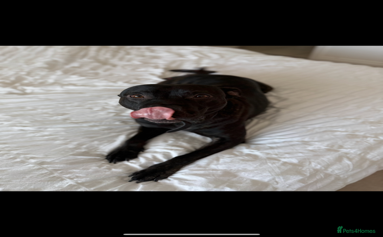 Staffordshire Bull Terrier dogs - Advert 1