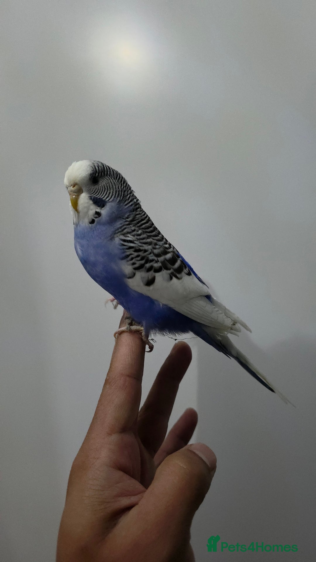 Budgerigars birds for sale: Hand tamed baby budgies for sale  - Advert 3