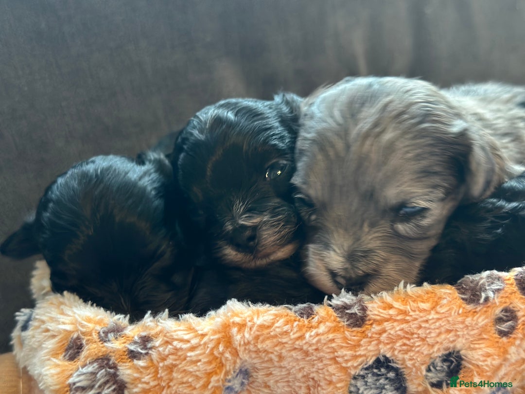 Maltipoo dogs for sale: F1 Toy Maltipoos - Image 18