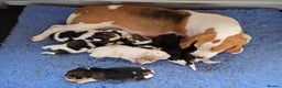 Beagle dogs for sale: Well Bred Beagle Puppies - Advert 4