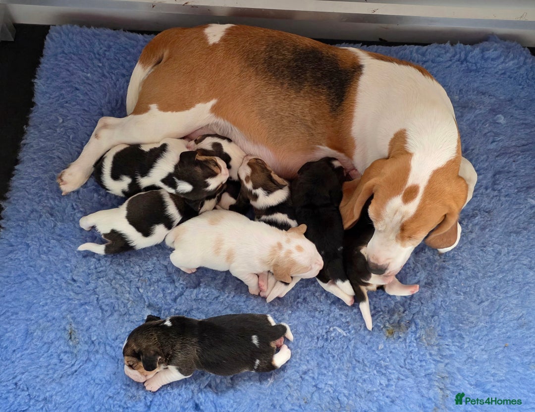 Beagle dogs for sale: Well Bred Beagle Puppies - Advert 4