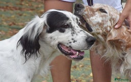 English Setter dogs for adoption: Txispa - Image 3
