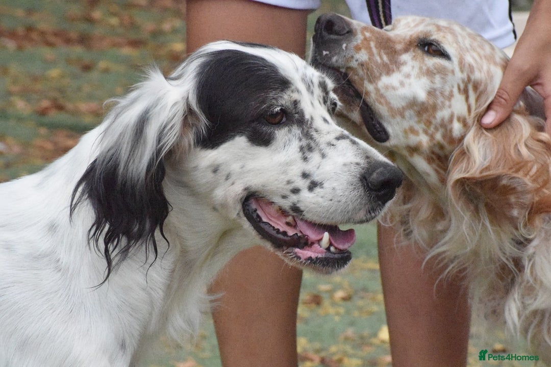 English Setter dogs for adoption: Txispa - Image 3