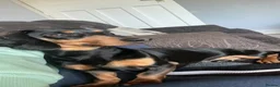 Miniature Dachshund dogs for sale: Cooper in Southport - Advert 4