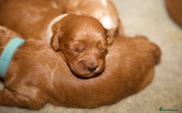 Cockapoo dogs for sale: Gorgeous Fox Red Cockapoo Puppies avail 15/12/25 - Image 12