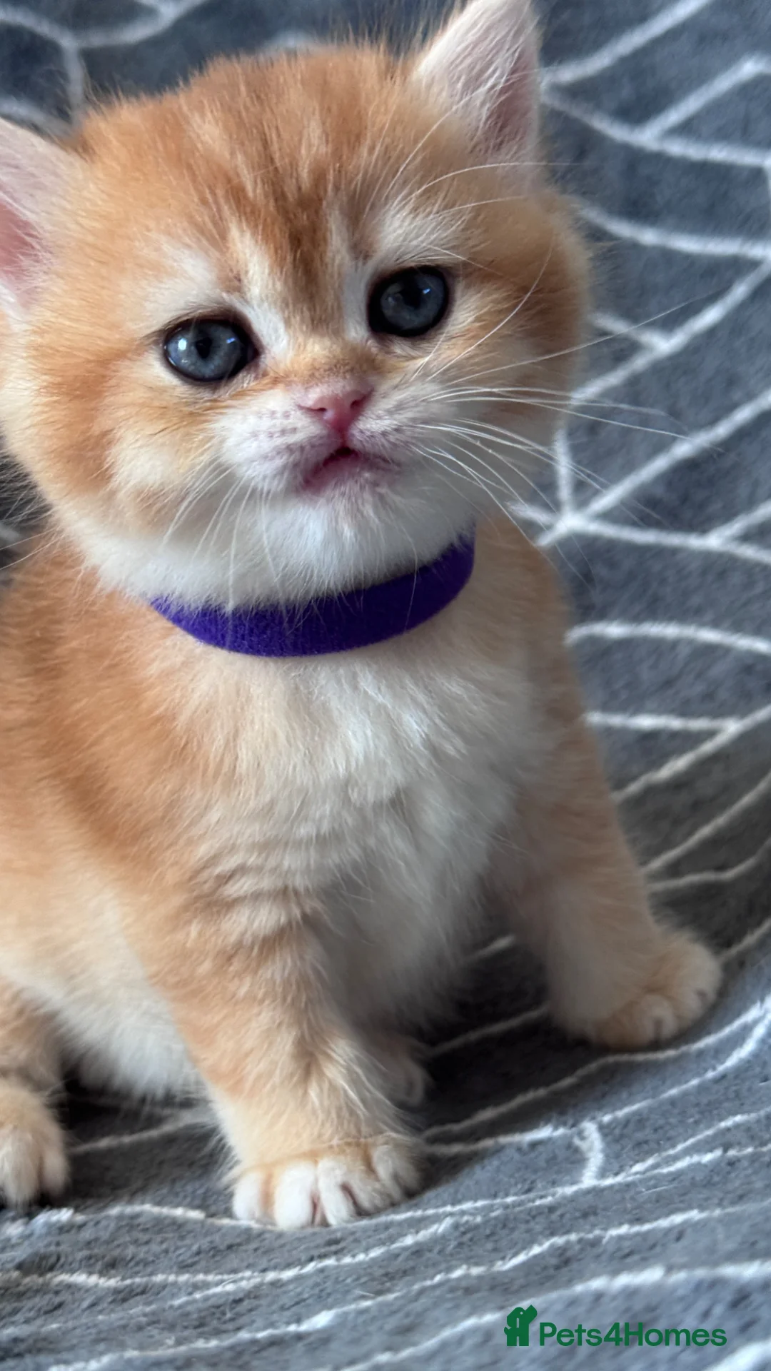 British Shorthair cats for sale: ADORABLE GCCF BSH CHOCOLATE GOLD KITTENS  - Advert 31