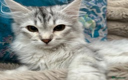 Siberian cats for sale: Stunning TICA reg Siberian kittens  - Image 3
