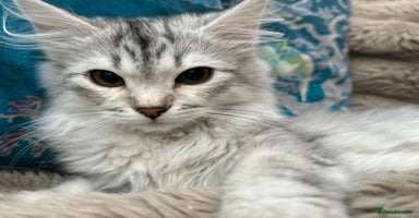 Siberian cats - Advert 8