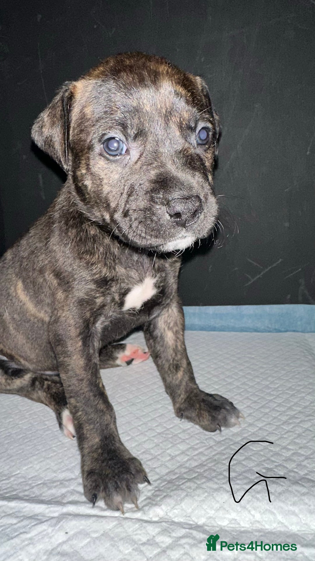 Mixed Breed dogs for sale: Staff x lurcher puppies  - Advert 1