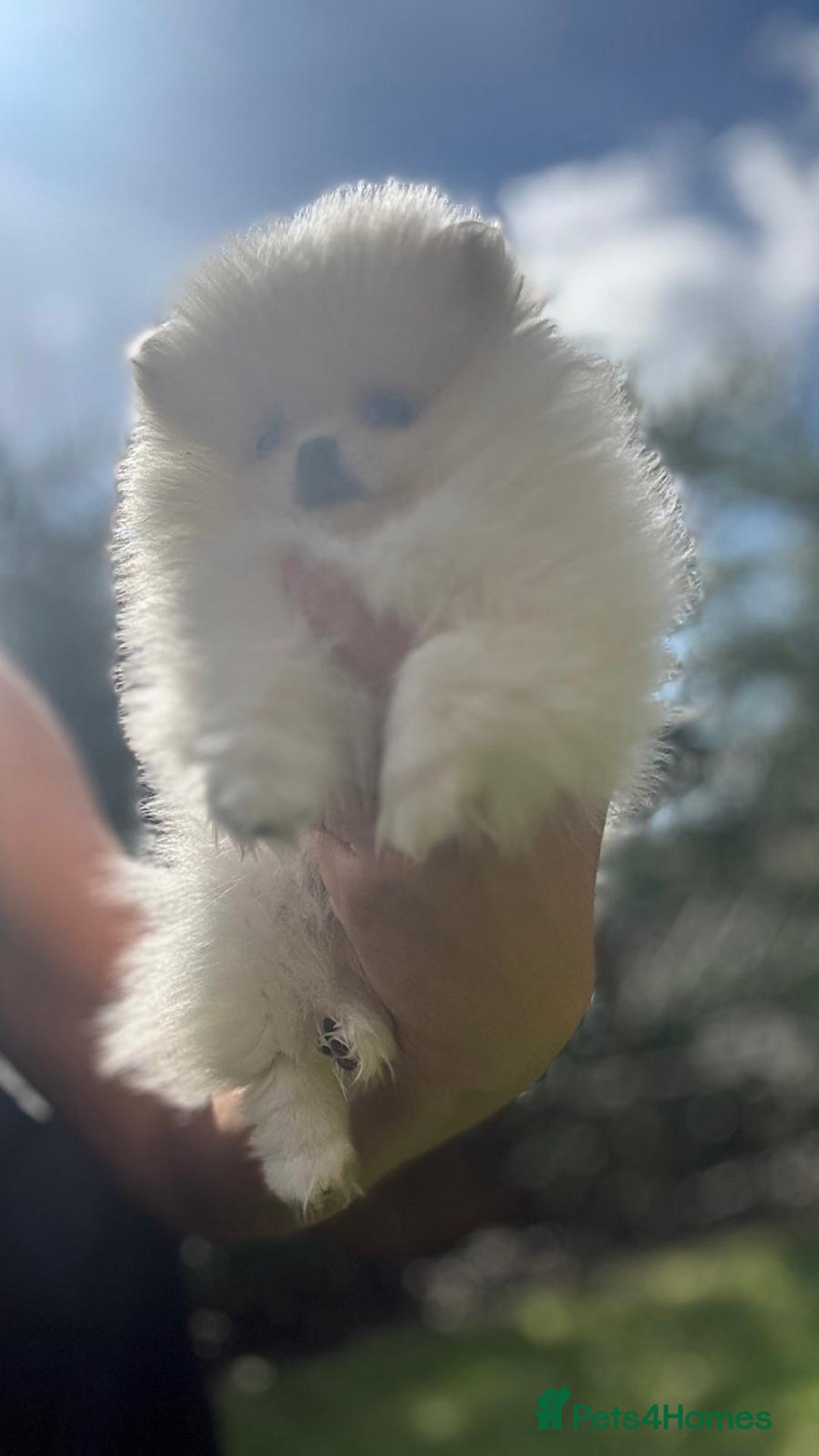 Pomeranian dogs for sale: Quality girl ready now PRINCESS 💕 - Image 35