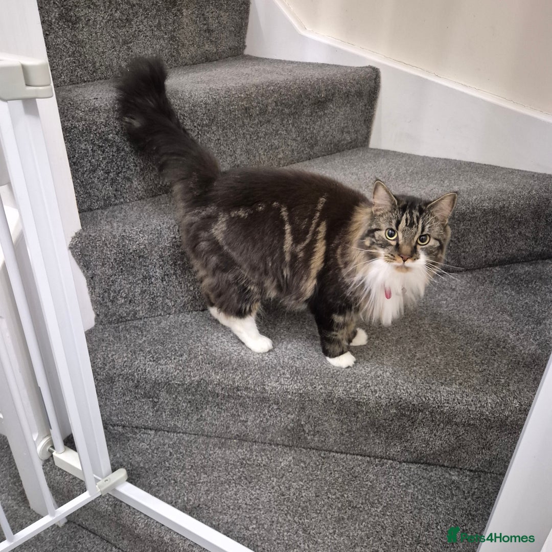 Mixed Breed cats for sale: Friendly Mixed-Breed Male Cat - Advert 8