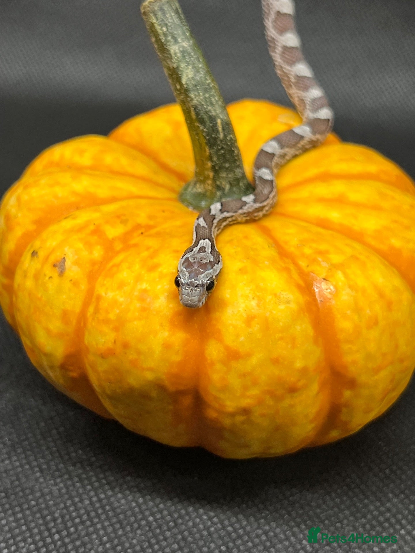 Corn Snake reptiles Various corn snakes/colubrids at urban exotics  - Advert 1