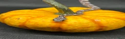 Corn Snake reptiles for sale: Various corn snakes/colubrids at urban exotics  - Advert 1