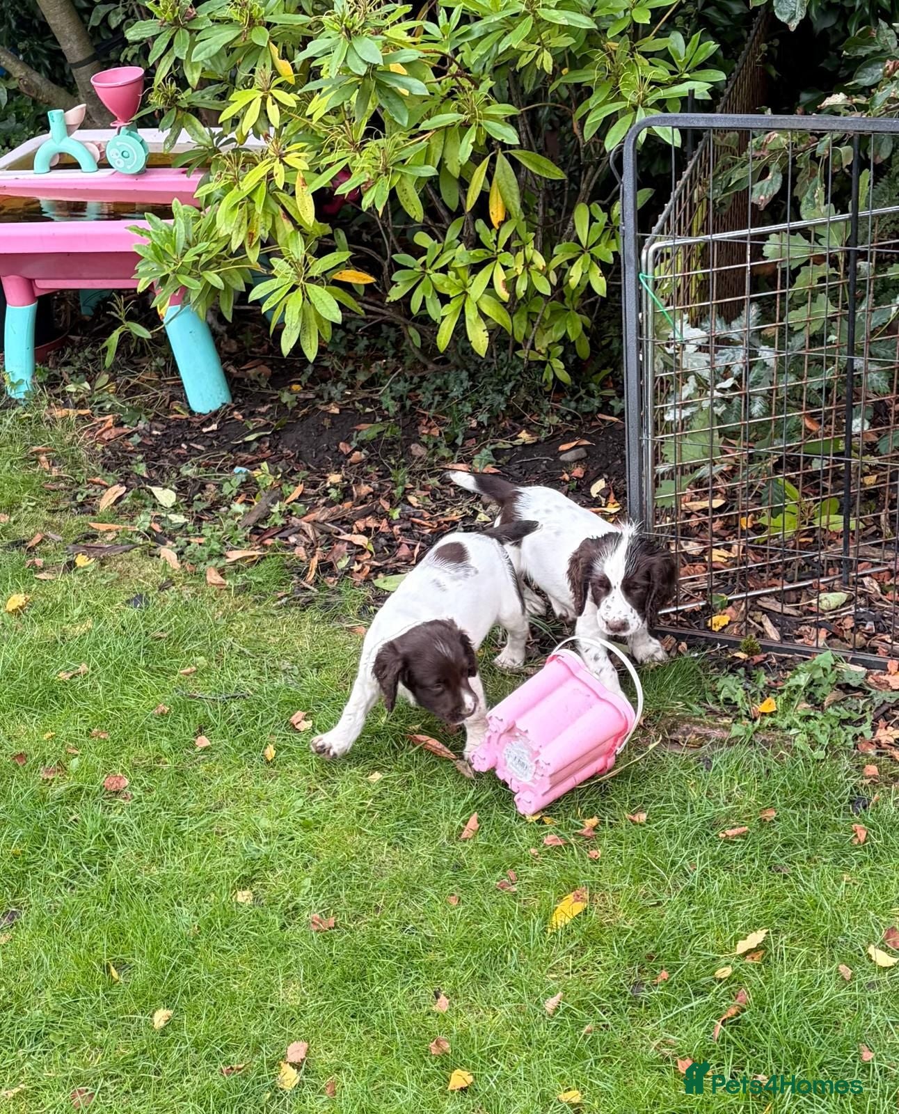 English Springer Spaniel dogs KC Registered English Springer Spaniel  - Advert 1