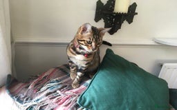 Bengal cats for sale: Pair of Bengal kittens for sale - Image 3