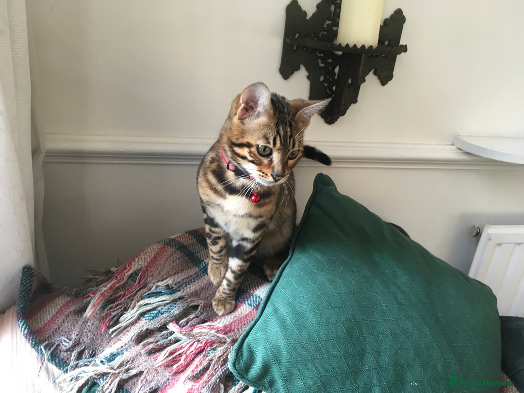 Bengal cats for sale: Pair of Bengal kittens for sale - Image 3
