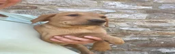 Labrador Retriever dogs for sale: Gorgeous Kc registered Labrador  in Honiton - Advert 5
