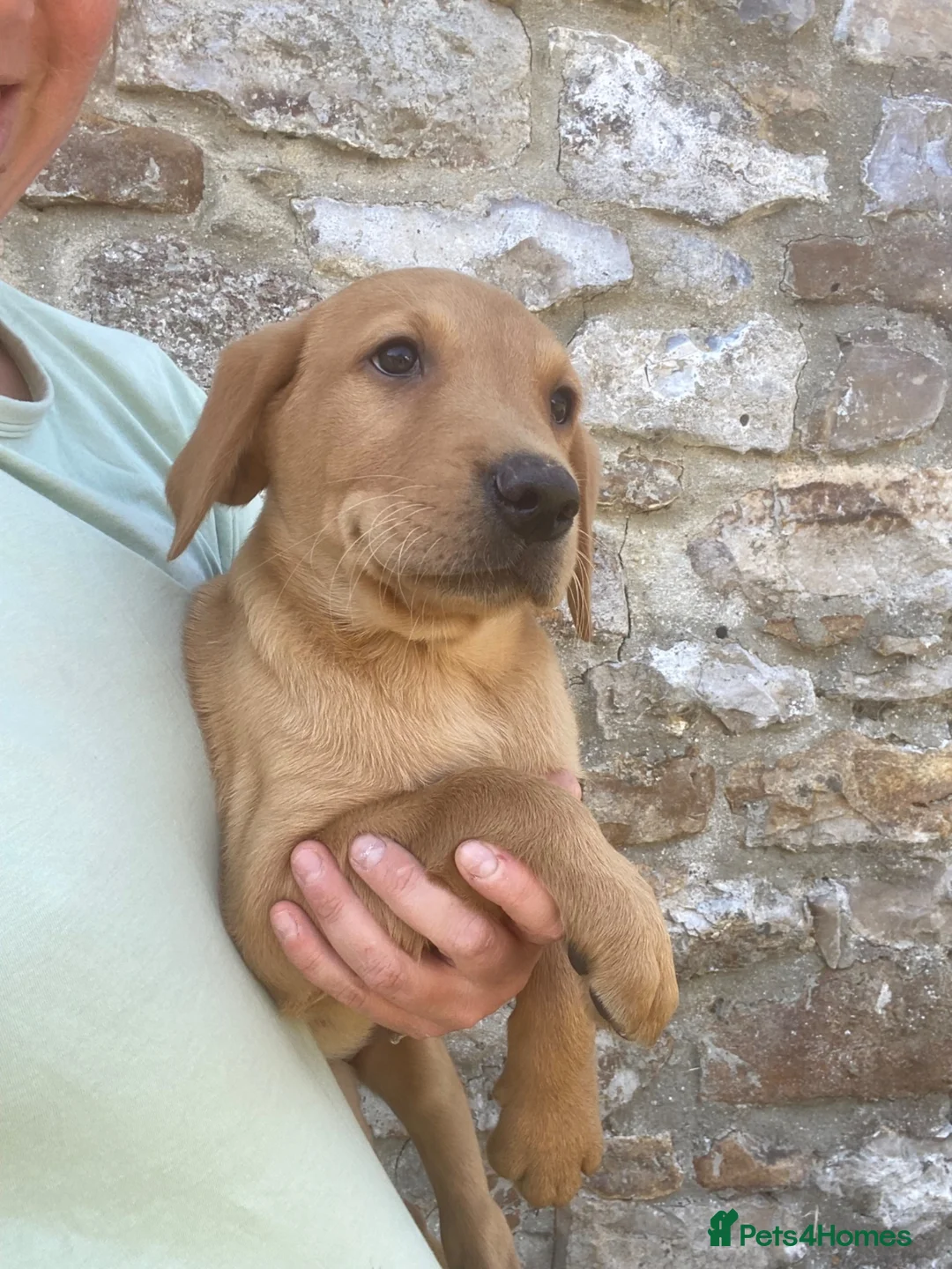 Labrador Retriever dogs for sale: Gorgeous Kc registered Labrador  in Honiton - Advert 5