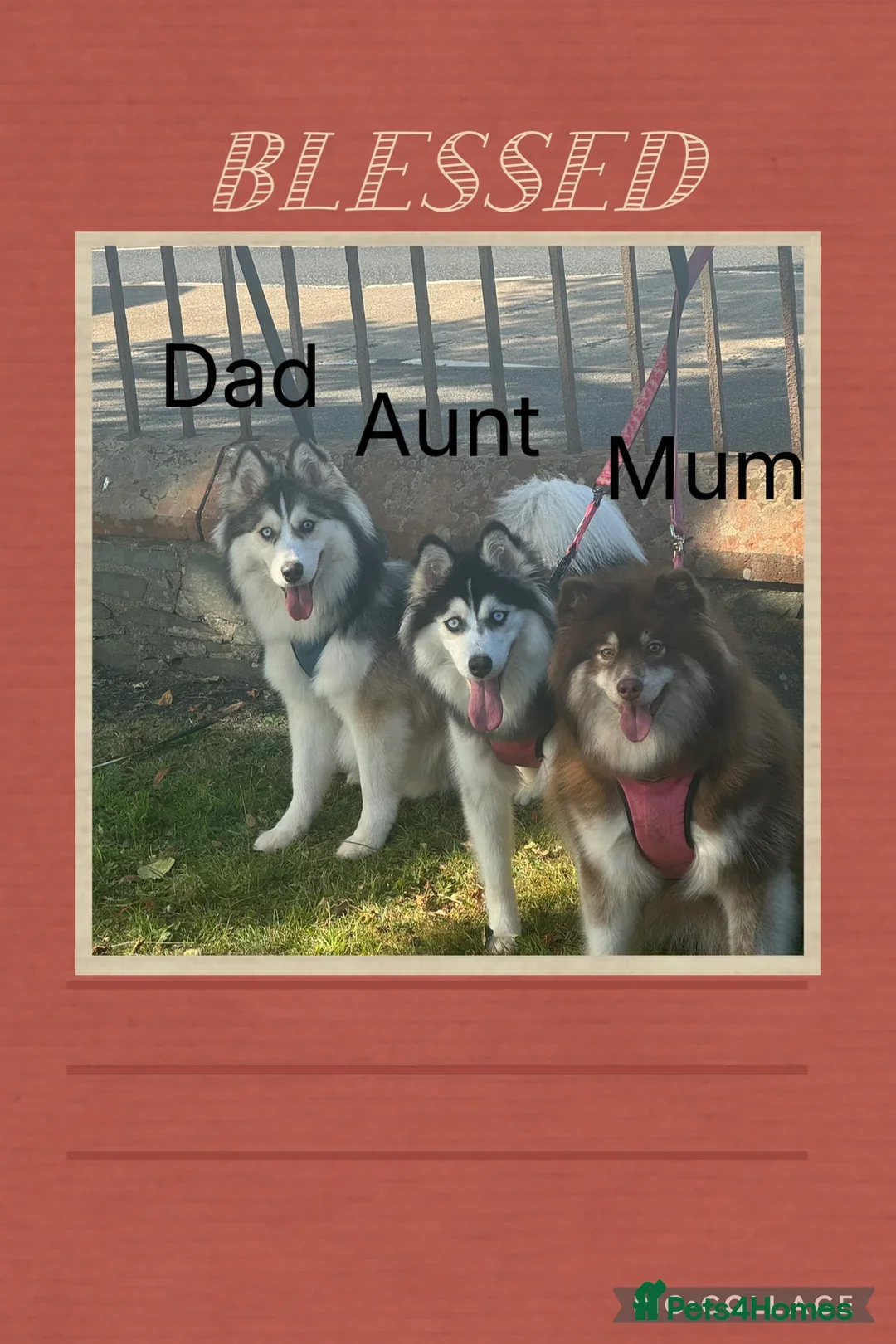 Pomsky dogs for sale: Pomsky puppy for sale - Advert 4