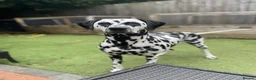 Dalmatian dogs for sale: 3 Yr old Female Dalmatian - Advert 1