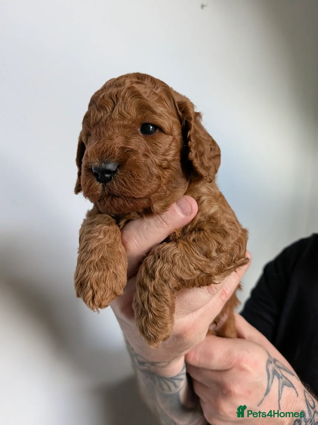 Cockapoo dogs for sale: Adorable F1b Red Cockapoos  - Advert 17