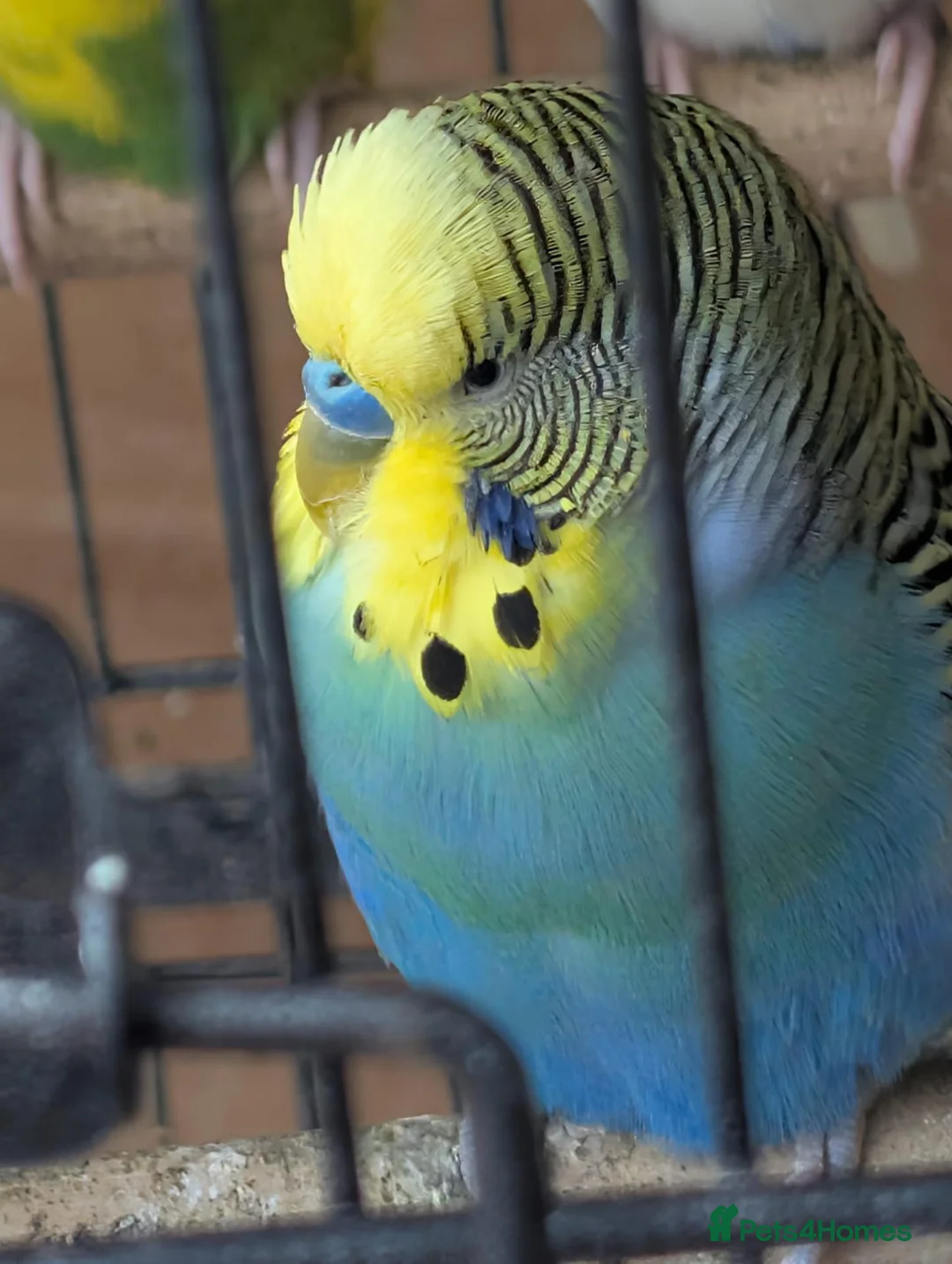 Budgerigars birds for sale: Beautiful Budgies All Healthy  - Advert 1