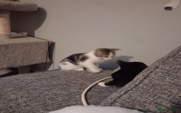 Domestic Shorthair cats for sale: 2 Eight week old Kittens for sale 1Male/1Female - Image 3