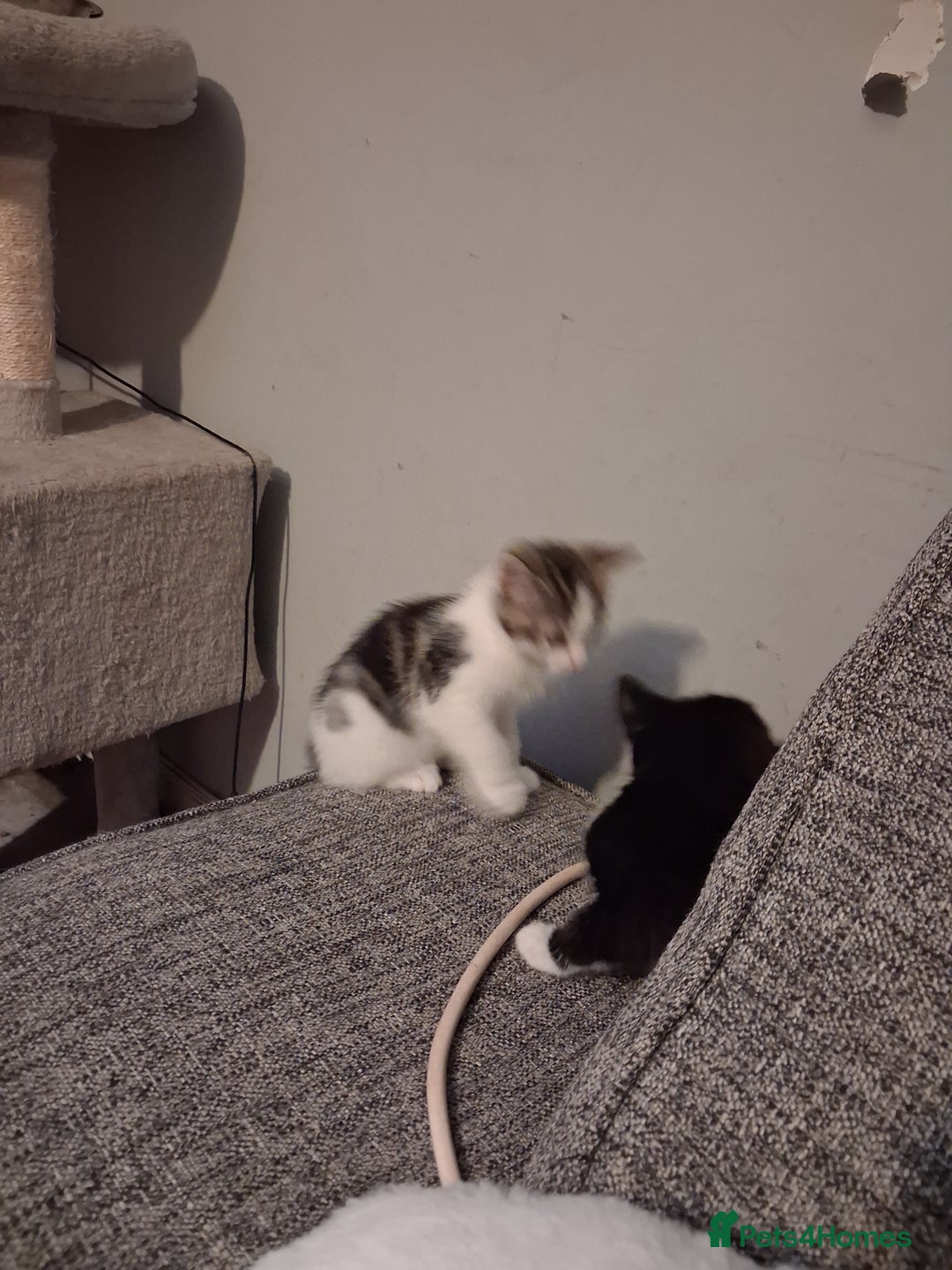 Domestic Shorthair cats for sale: 2 Eight week old Kittens for sale 1Male/1Female - Image 3