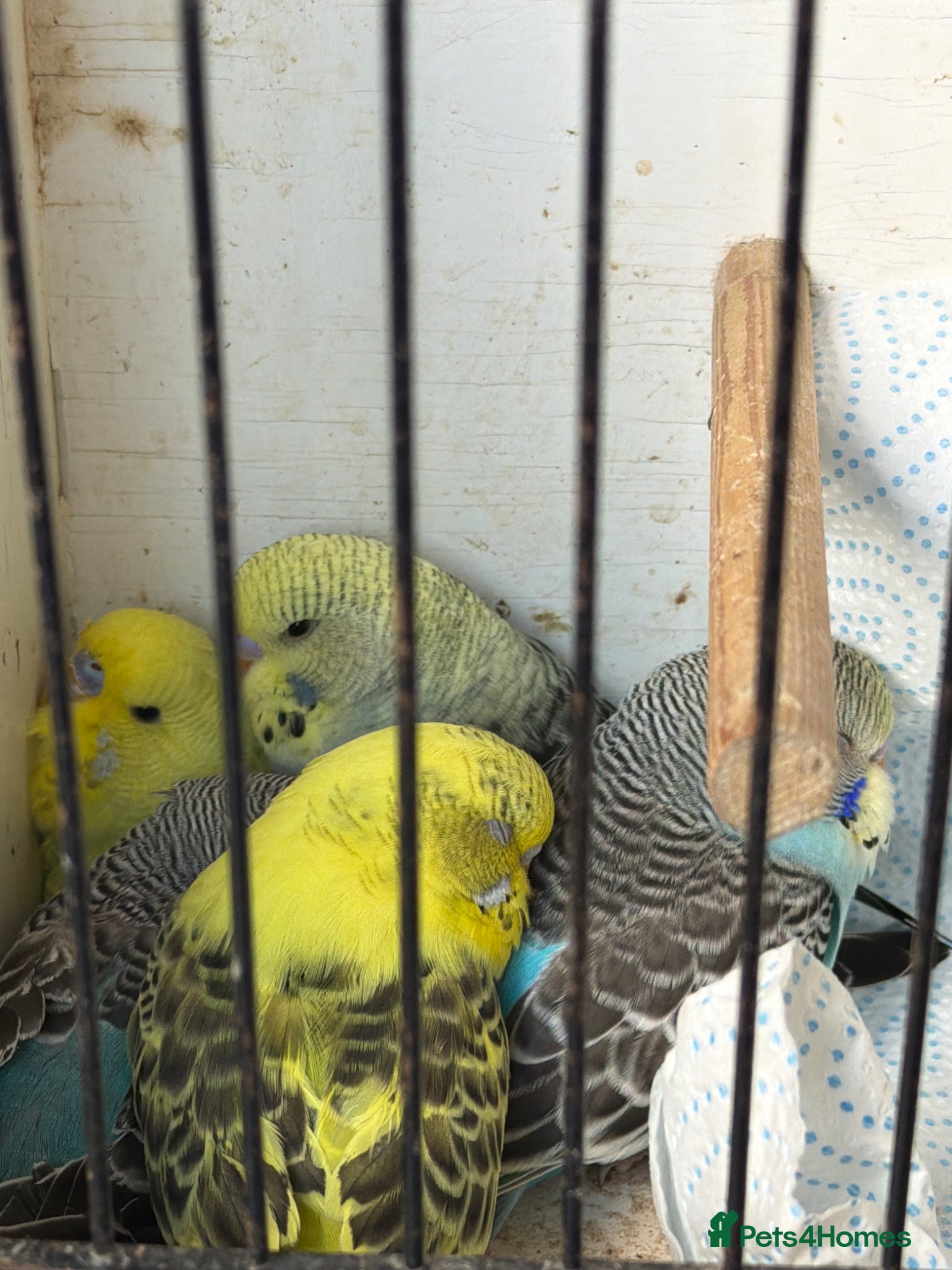 Budgerigars birds 5 baby budgies  - Advert 3