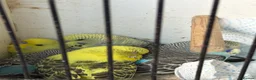 Budgerigars birds for sale: 5 baby budgies  in Nuneaton - Advert 1