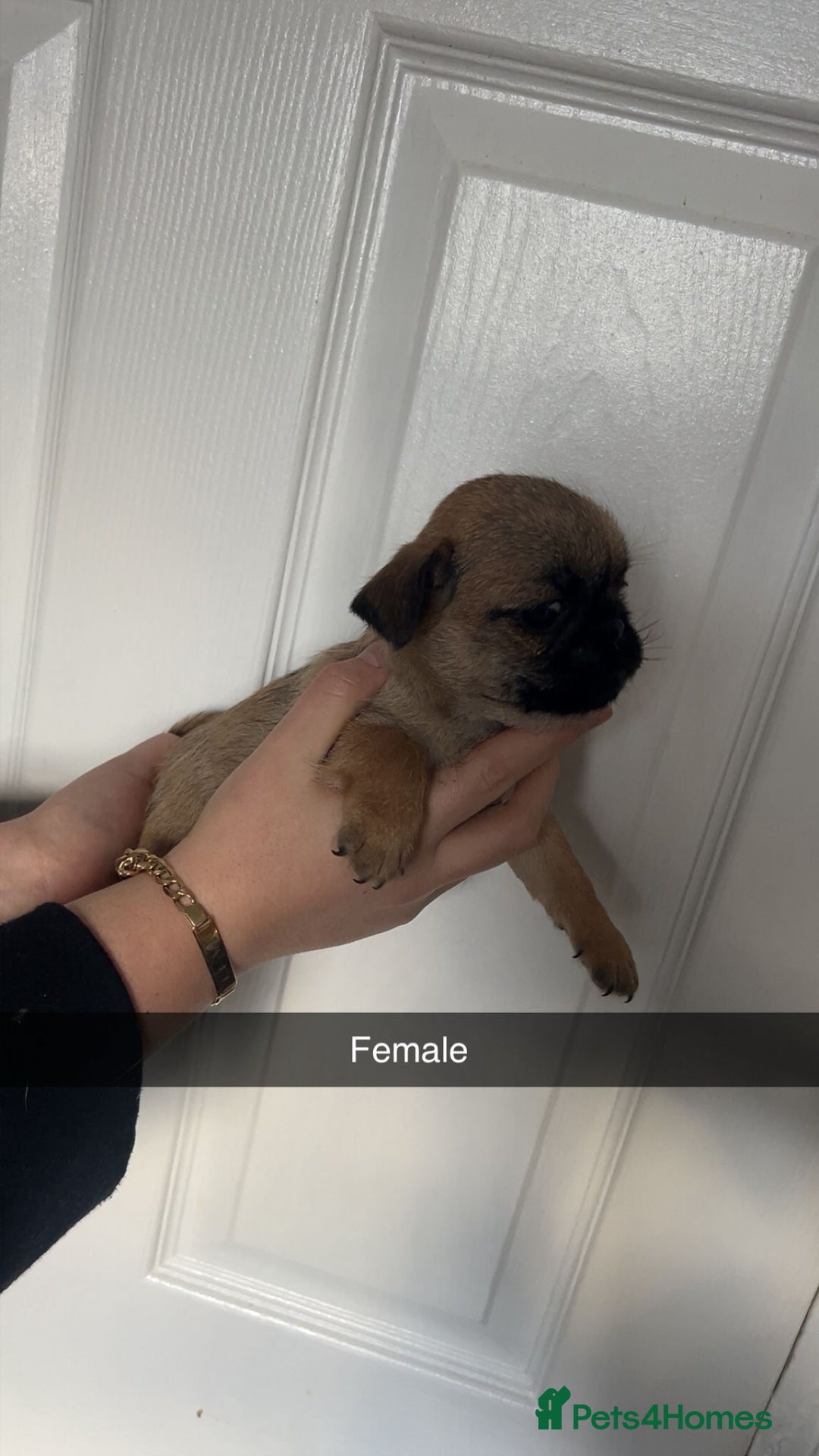Mixed Breed dogs for sale: Beautiful litter of pug cross shih-tzu  ♥️ - Advert 13