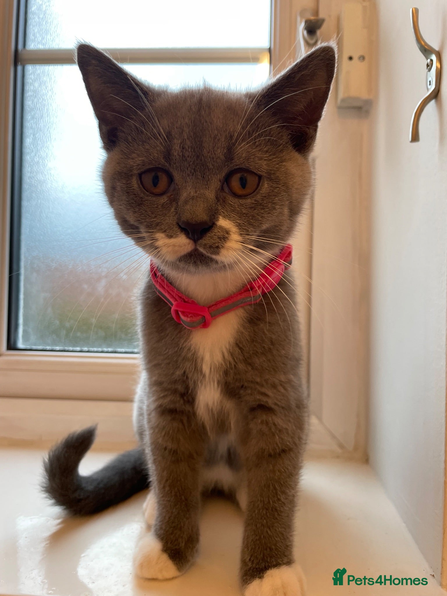Scottish Fold cats Champion Line Scottish straight - Advert 18