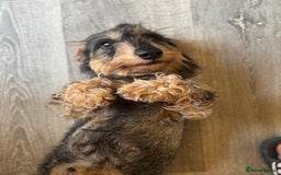 Dachshund dogs for sale: Standard wirehaired (Teckels)  - Image 6
