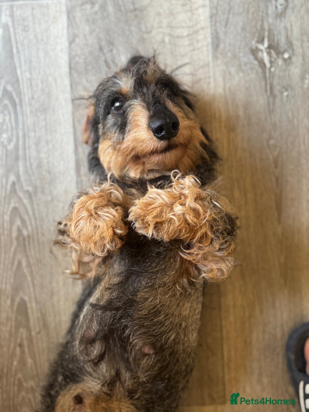Dachshund dogs for sale: Standard wirehaired (Teckels)  - Image 6