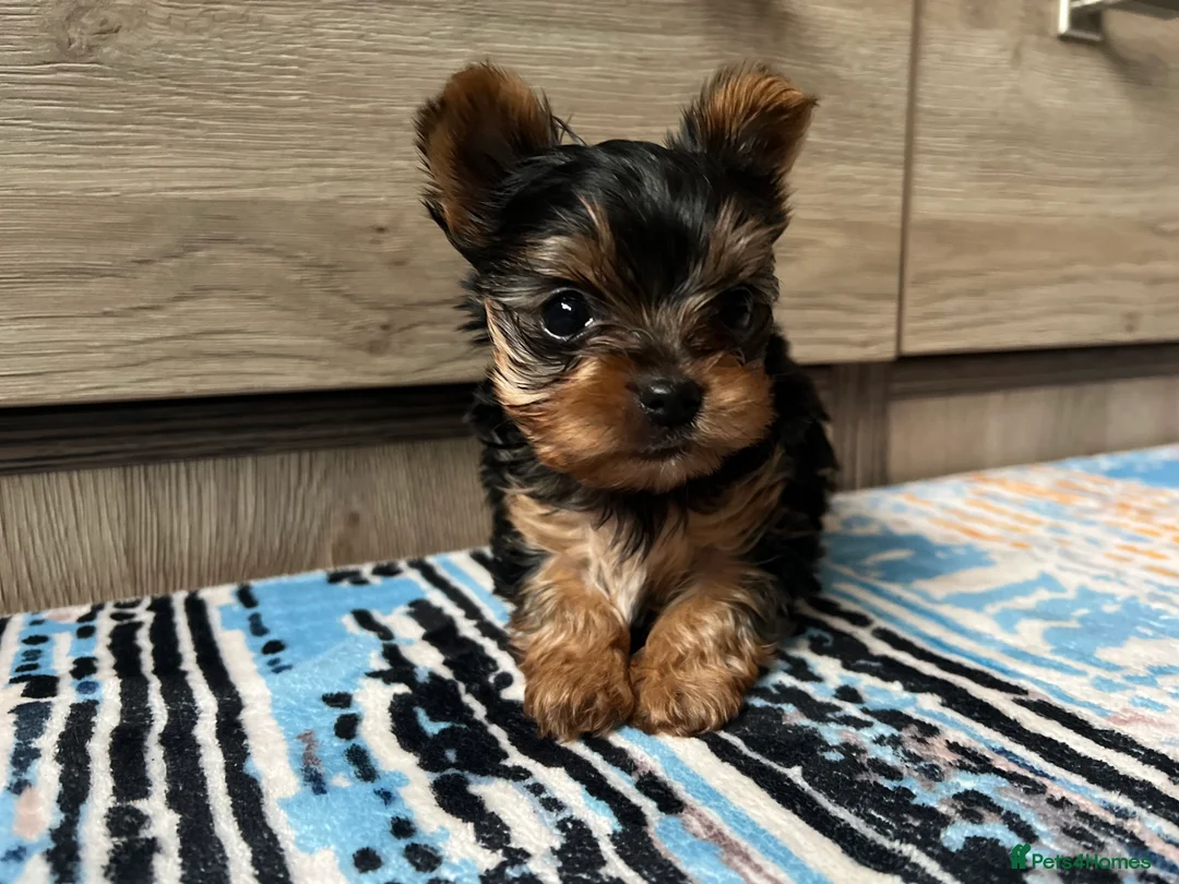 Yorkshire Terrier dogs for sale: 🐾We have lovely miniature boy🐾 - Advert 8