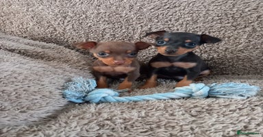 Miniature Pinscher dogs - Advert 1