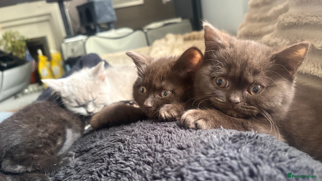 British Shorthair cats for sale: GCCF Registered 5 Generation British Shorthair - Advert 15